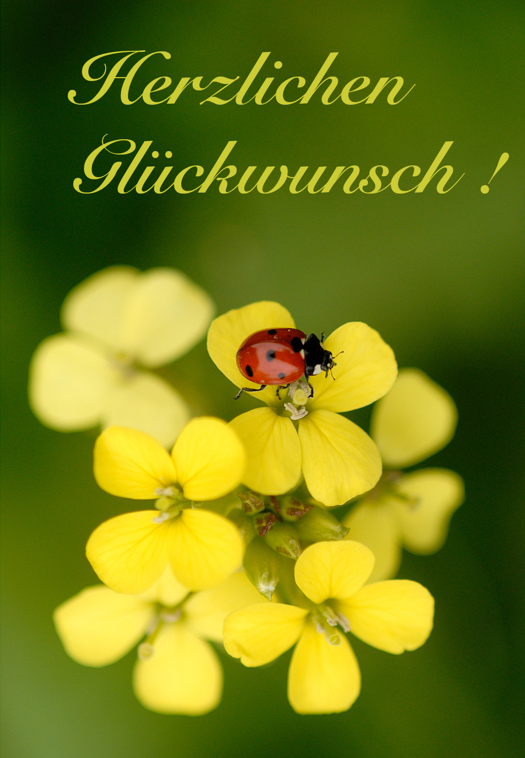 Fotos und Skizzen - Glückwunschkarten